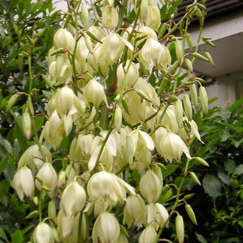Yucca elephantipes Jewel - Palmlelie (Flowering)