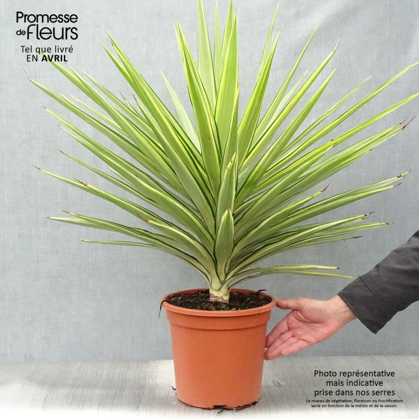 Exemplaar van Yucca elephantipes Jewel - Palmlelie Pot van 7,5 l/10 l zoals geleverd in de lente