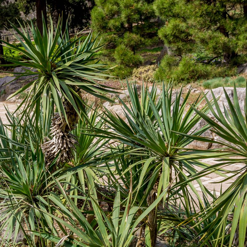 Yucca elephantipes - Palmlelie (Foliage)