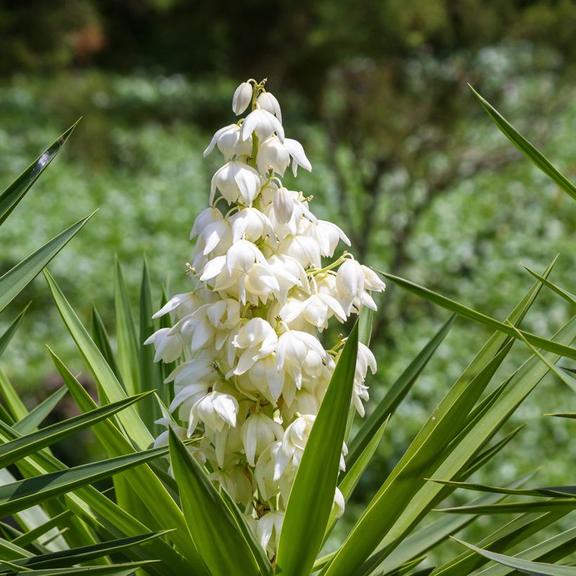 Yucca elephantipes - Palmlelie (Flowering)