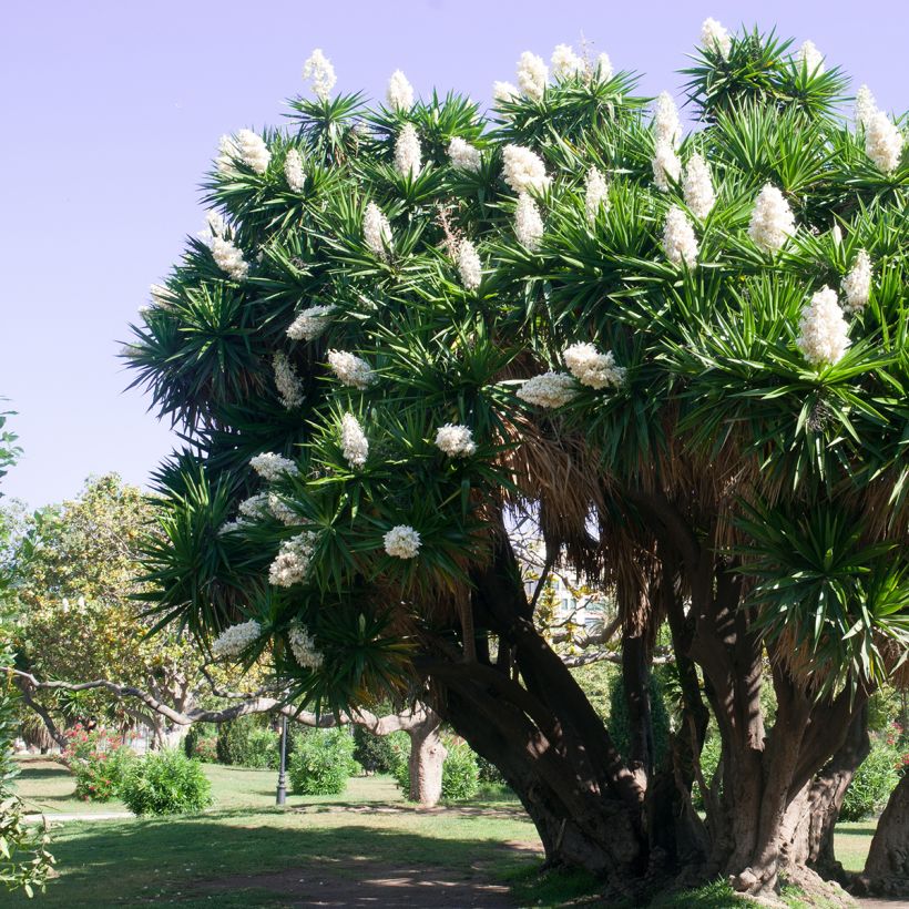 Yucca elephantipes - Palmlelie (Plant habit)
