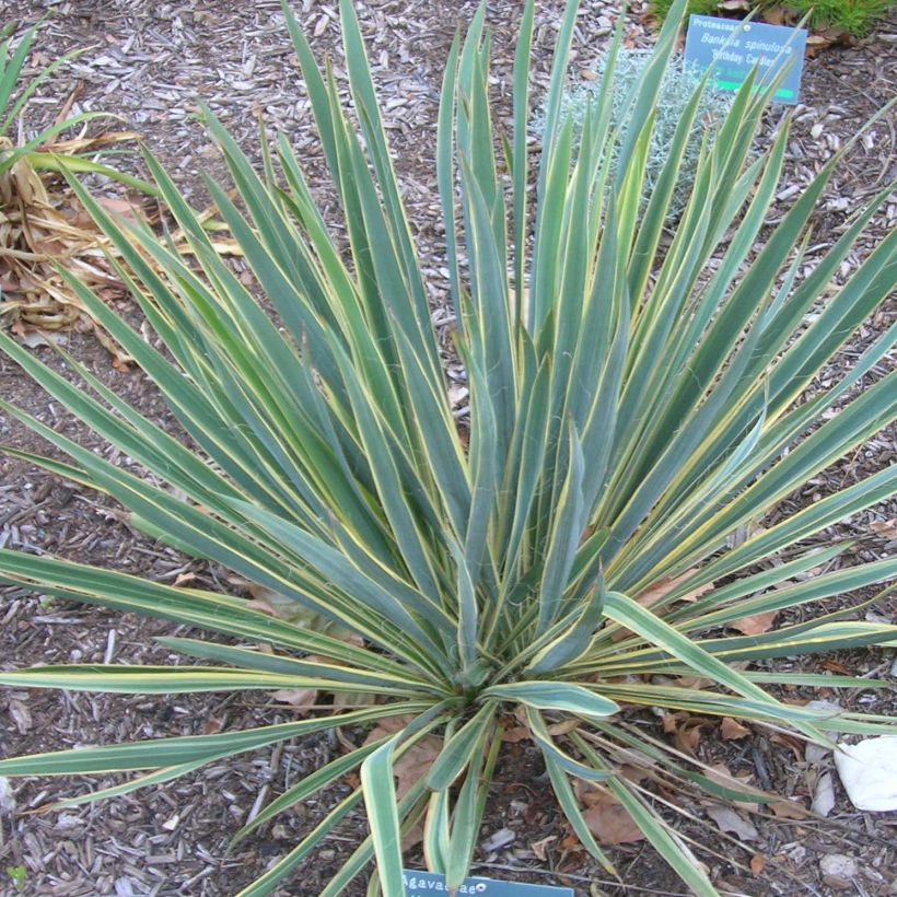 Yucca filamentosa Bright Edge - Palmlelie (Plant habit)