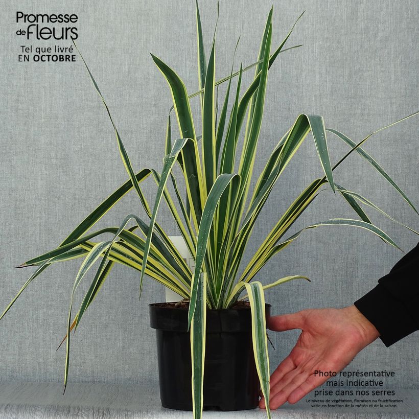 Exemplaar van Yucca filamentosa Bright Edge - Palmlelie Pot van 2 l/3 l zoals geleverd in de herfst