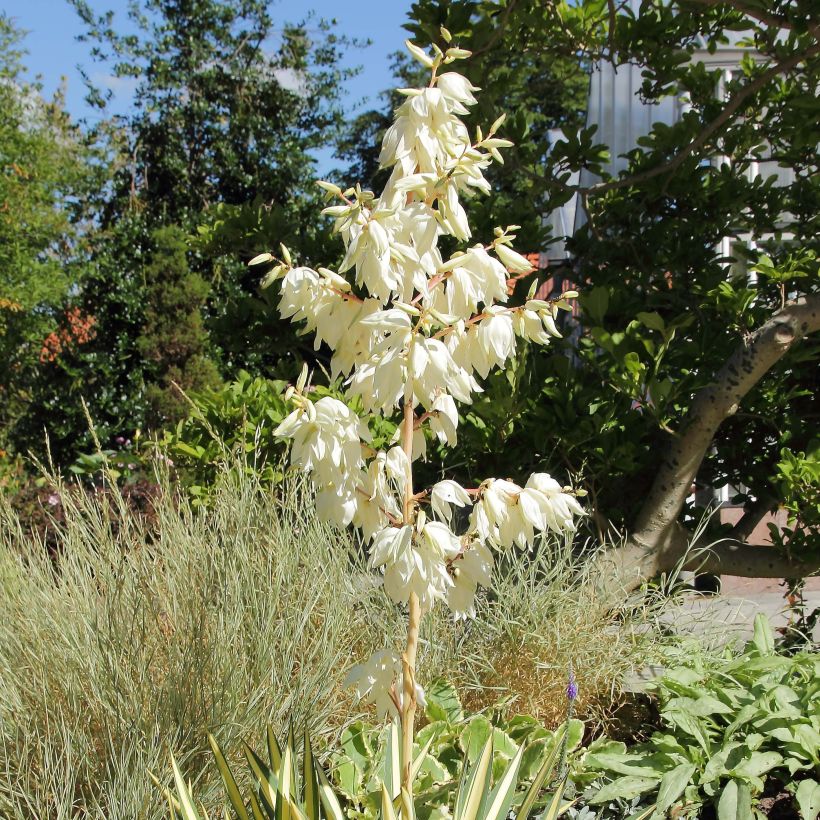 Yucca filamentosa Colour Guard - Palmlelie (Flowering)