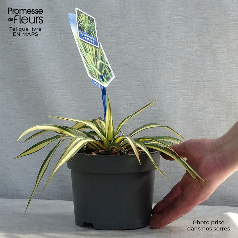 Example of Yucca filamentosa Colour Guard - Palmlelie Pot van 2 l/3 l as you get in hiver