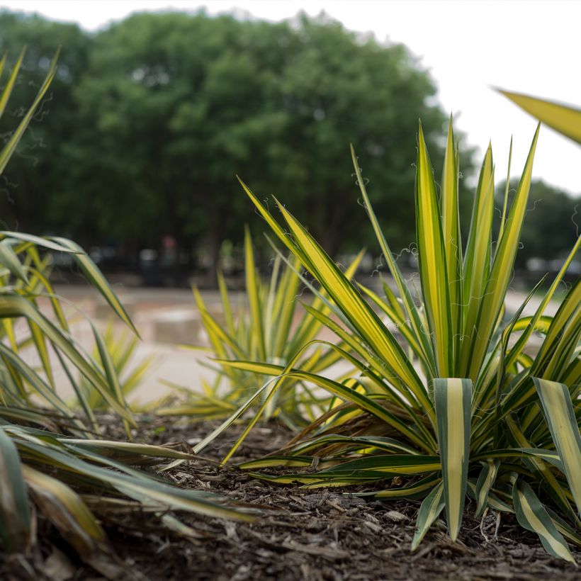 Yucca filamentosa Colour Guard - Palmlelie (Plant habit)
