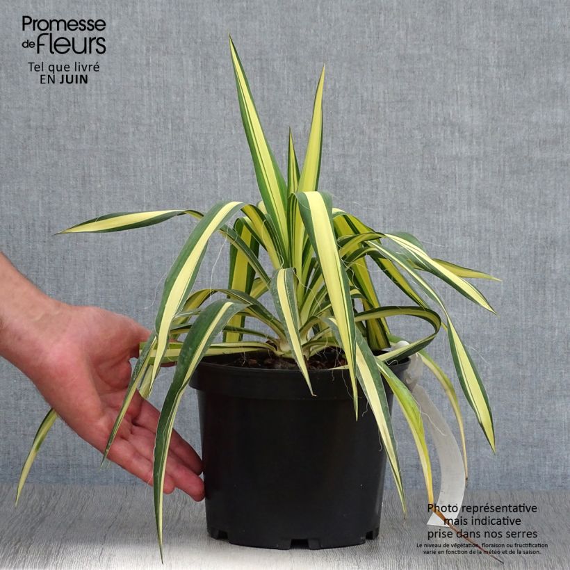 Exemplaar van Yucca filamentosa Colour Guard - Palmlelie Pot van 2 l/3 l zoals geleverd in de zomer