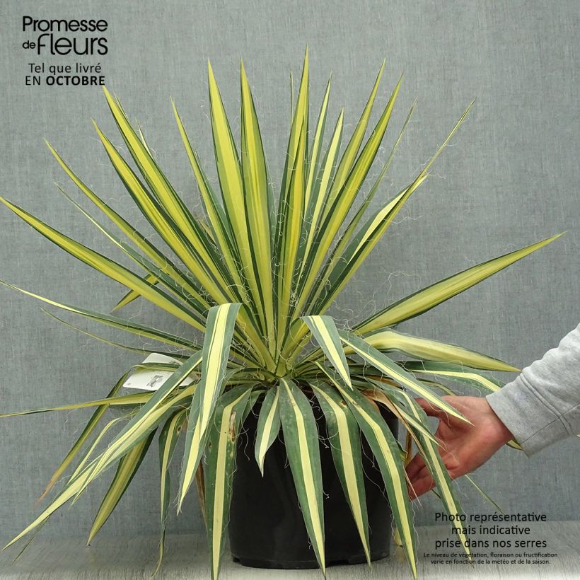 Exemplaar van Yucca filamentosa Colour Guard - Palmlelie Pot van 4 l/5 l zoals geleverd in de herfst