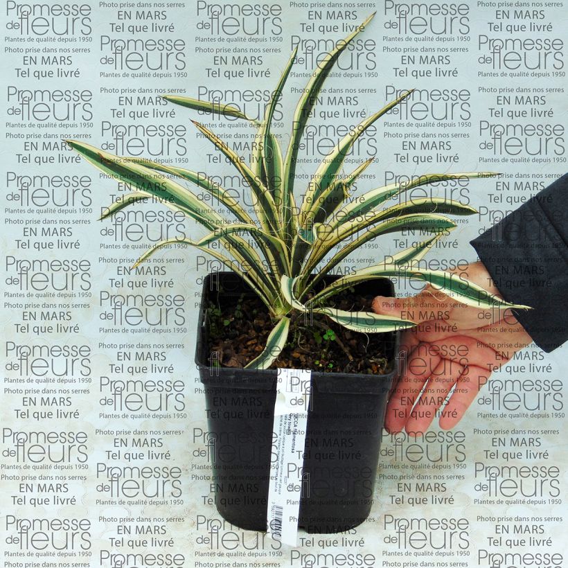 Voorbeeld van een exemplaar van Yucca filamentosa Ivory Tower - Palmlelie Pot van 2 l/3 l zoals geleverd