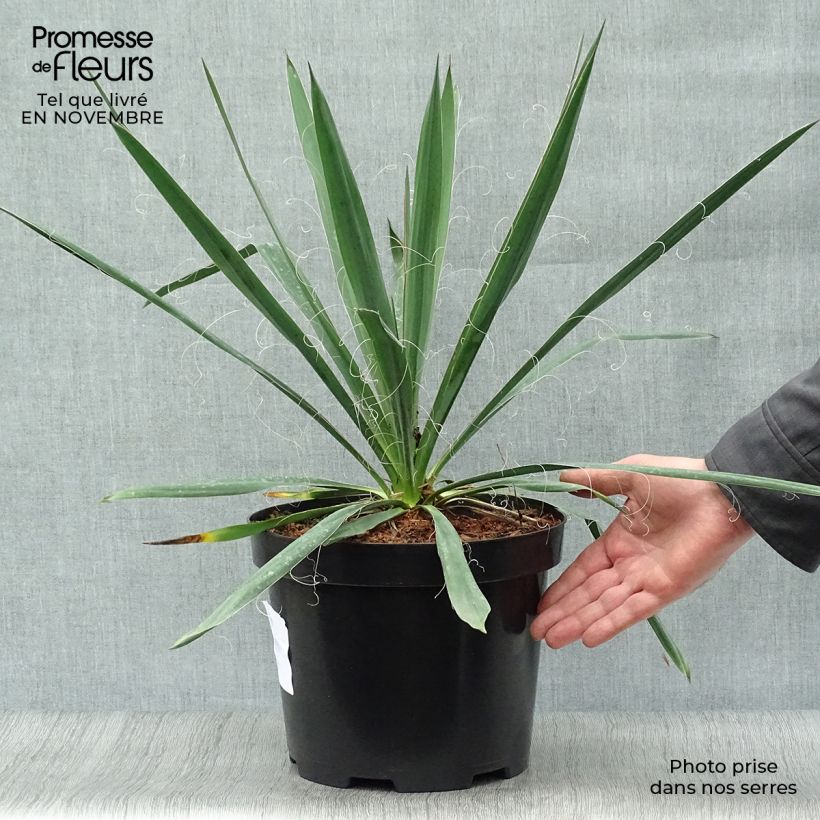 Exemplaar van Yucca filamentosa - Palmlelie Pot van 6 l/7 l zoals geleverd in de herfst