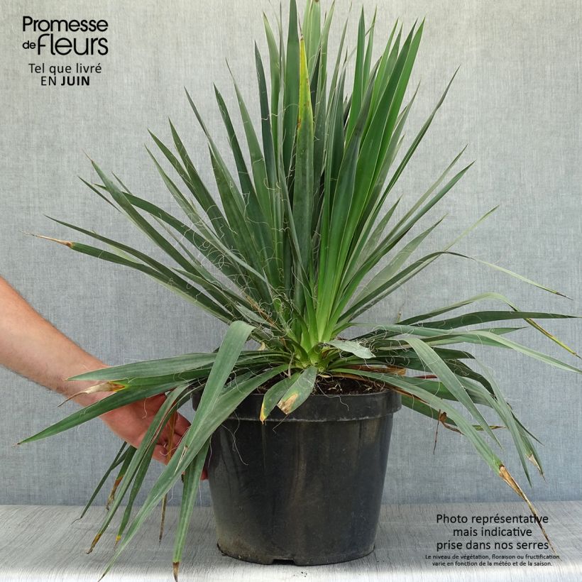 Exemplaar van Yucca filamentosa - Palmlelie Pot van 6 l/7 l zoals geleverd in de zomer