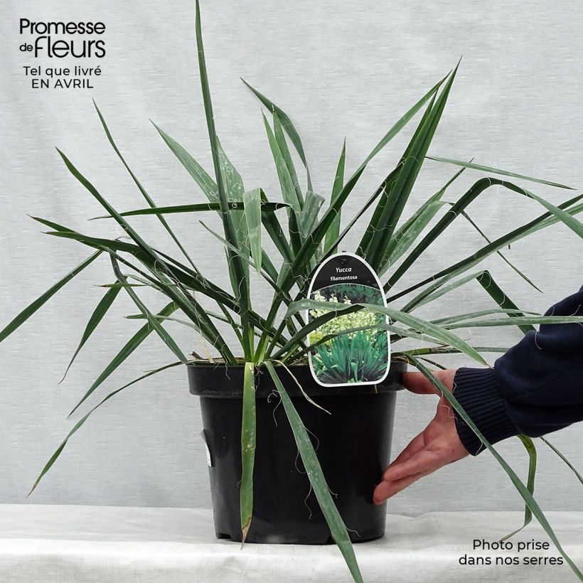 Exemplaar van Yucca filamentosa - Palmlelie Pot van 6 l/7 l zoals geleverd in de lente