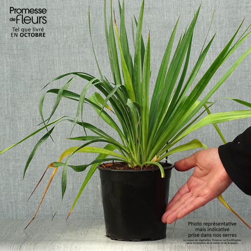 Exemplaar van Yucca filamentosa - Palmlelie Pot van 2 l/3 l zoals geleverd in de herfst