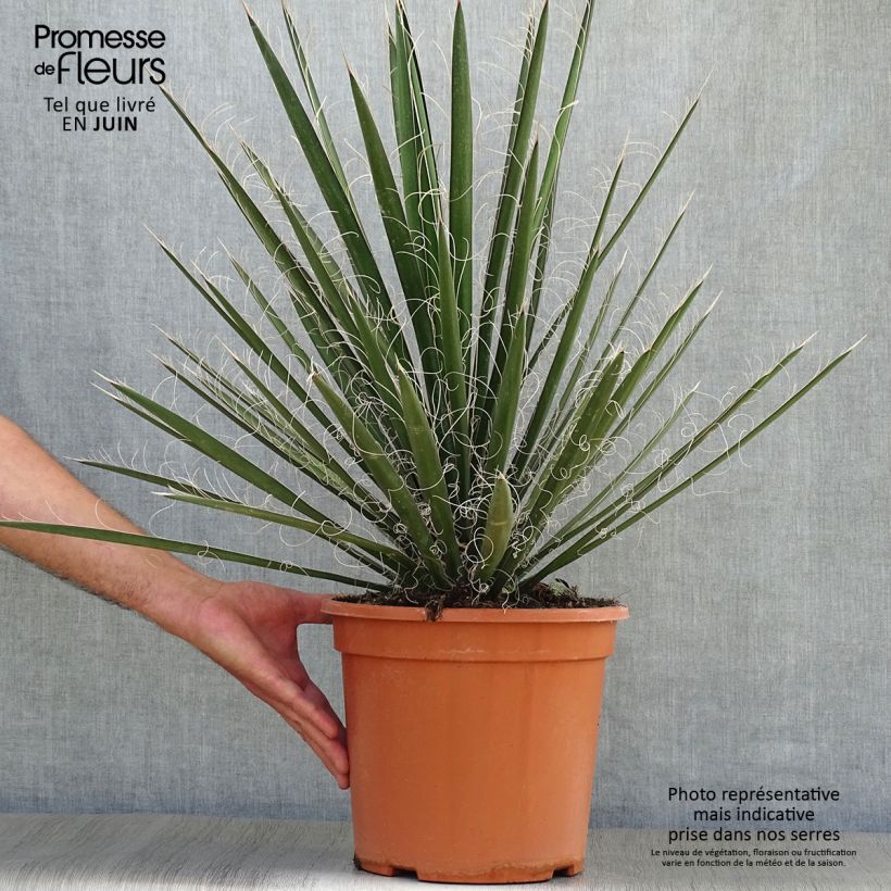 Exemplaar van Yucca filifera - Palmlelie Pot van 7,5 l/10 l zoals geleverd in de zomer
