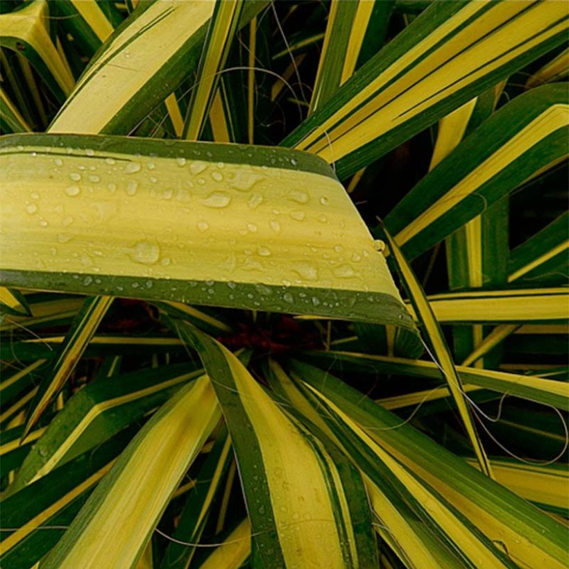 Yucca flaccida Golden Sword - Palmlelie (Foliage)