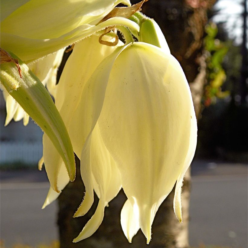 Yucca flaccida Golden Sword - Palmlelie (Flowering)