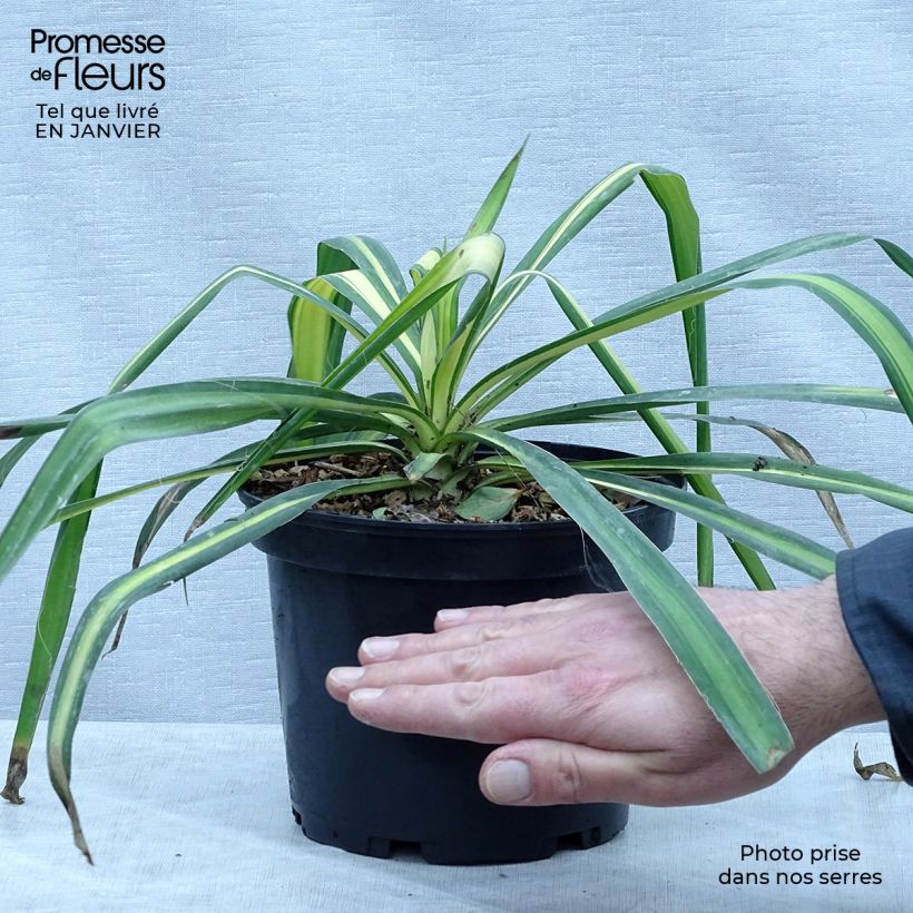 Example of Yucca flaccida Golden Sword Pot van 2 l/3 l as you get in hiver