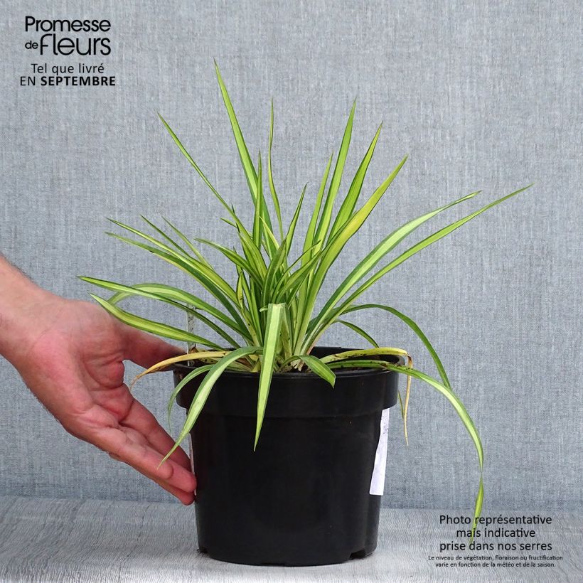 Exemplaar van Yucca flaccida Golden Sword - Palmlelie Pot van 2 l/3 l zoals geleverd in de zomer