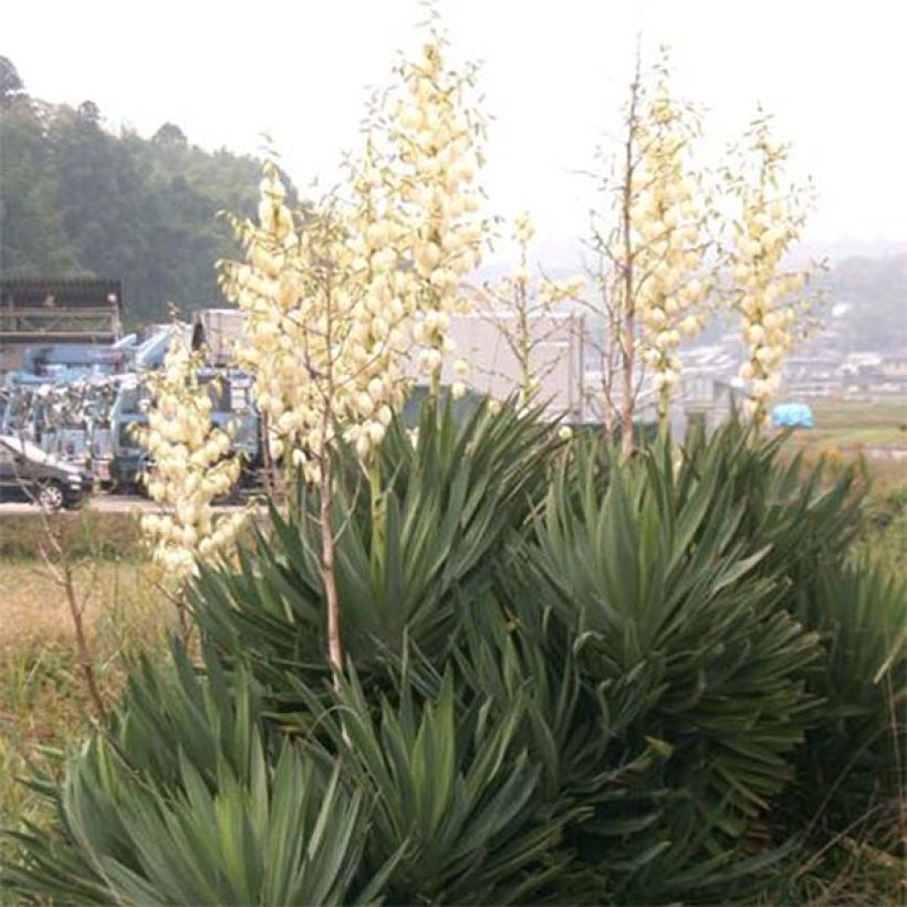Yucca gloriosa - Palmlelie (Plant habit)