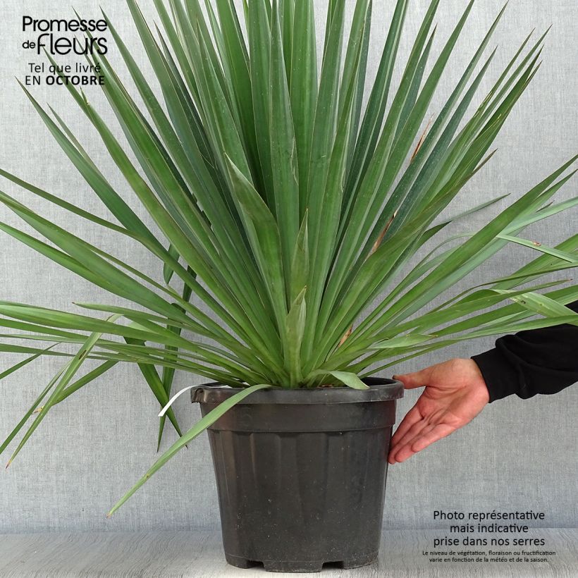 Exemplaar van Yucca gloriosa - Palmlelie Pot van 7,5 l/10 l zoals geleverd in de herfst