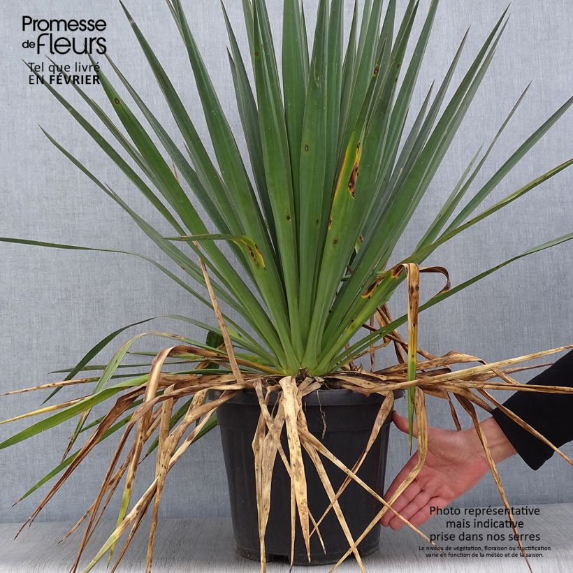 Example of Yucca gloriosa - Palmlelie Pot van 7,5 l/10 l as you get in hiver