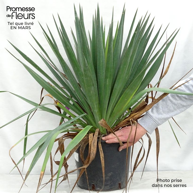 Exemplaar van Yucca gloriosa - Palmlelie Pot van 7,5 l/10 l zoals geleverd in de lente