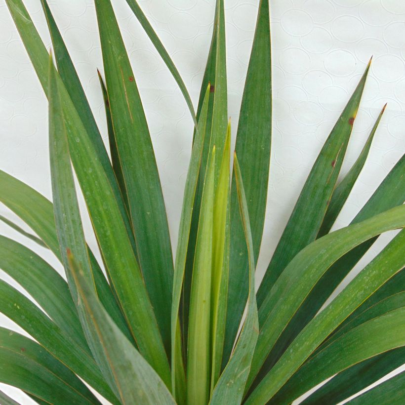 Yucca gloriosa - Palmlelie (Foliage)