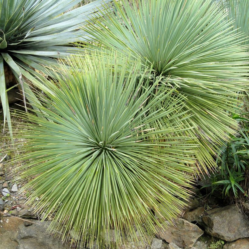 Yucca linearifolia - Palmlelie (Blad)