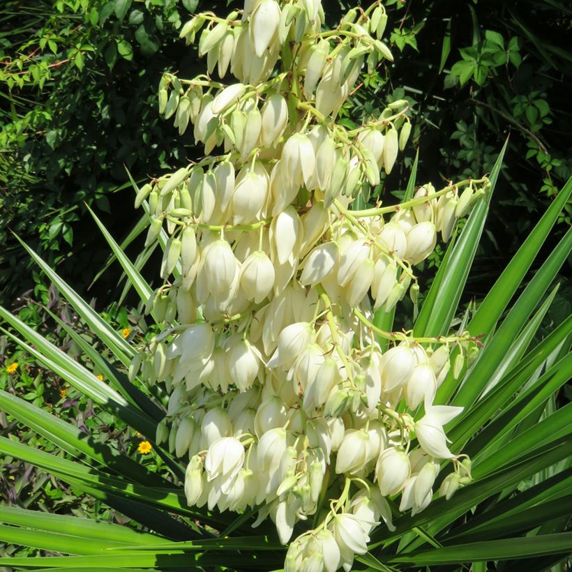 Yucca pallida - Palmlelie (Bloei)
