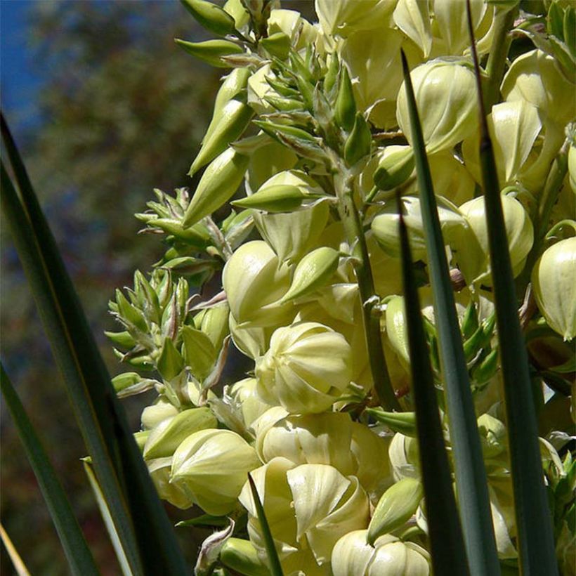 Yucca rigida - Blauwe yucca (Flowering)
