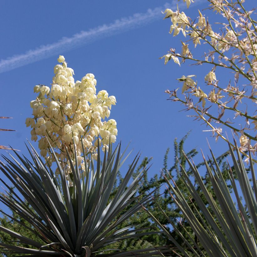 Yucca rigida Blue Sentry - Blauwe yucca (Flowering)