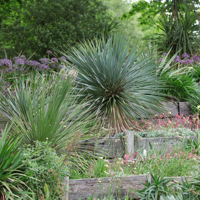 Yucca rostrata - Palmlelie (Groeiplaats)