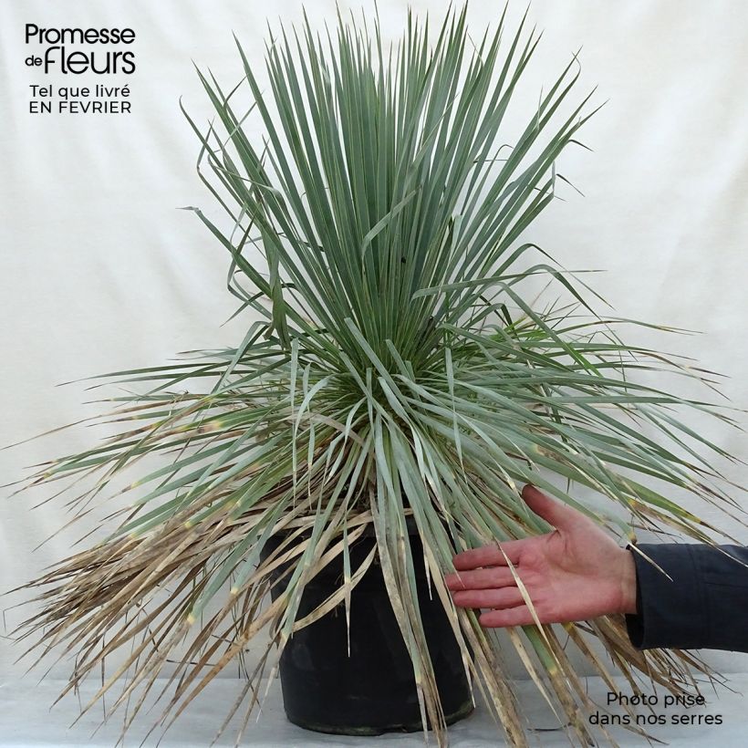 Example of Yucca rostrata - Palmlelie Pot van 12 l/15 l as you get in hiver