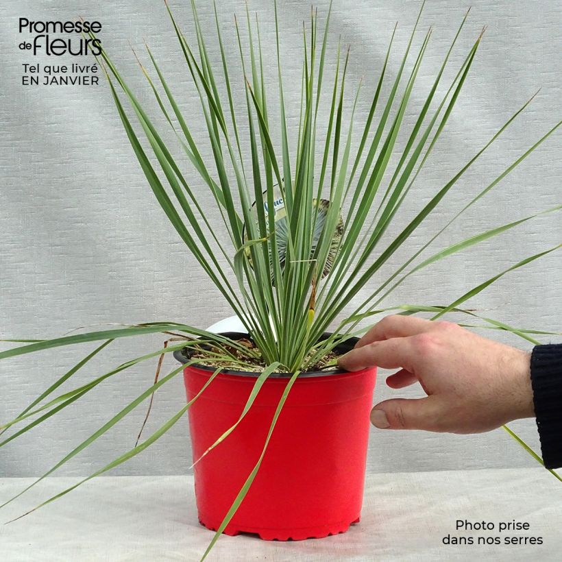 Example of Yucca rostrata - Palmlelie Pot van 2 l/3 l as you get in hiver