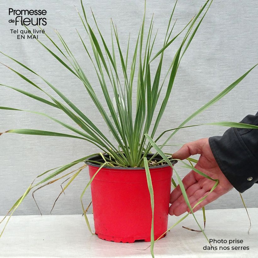 Exemplaar van Yucca rostrata - Palmlelie Pot van 2 l/3 l zoals geleverd in de lente
