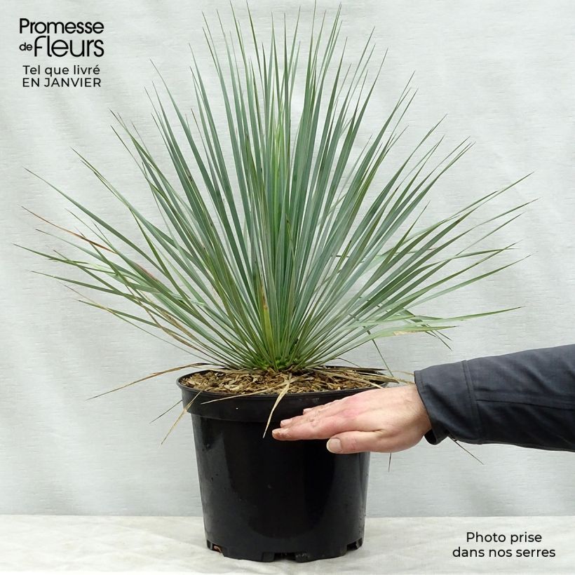 Example of Yucca rostrata - Palmlelie Pot van 3 l/4 l as you get in hiver