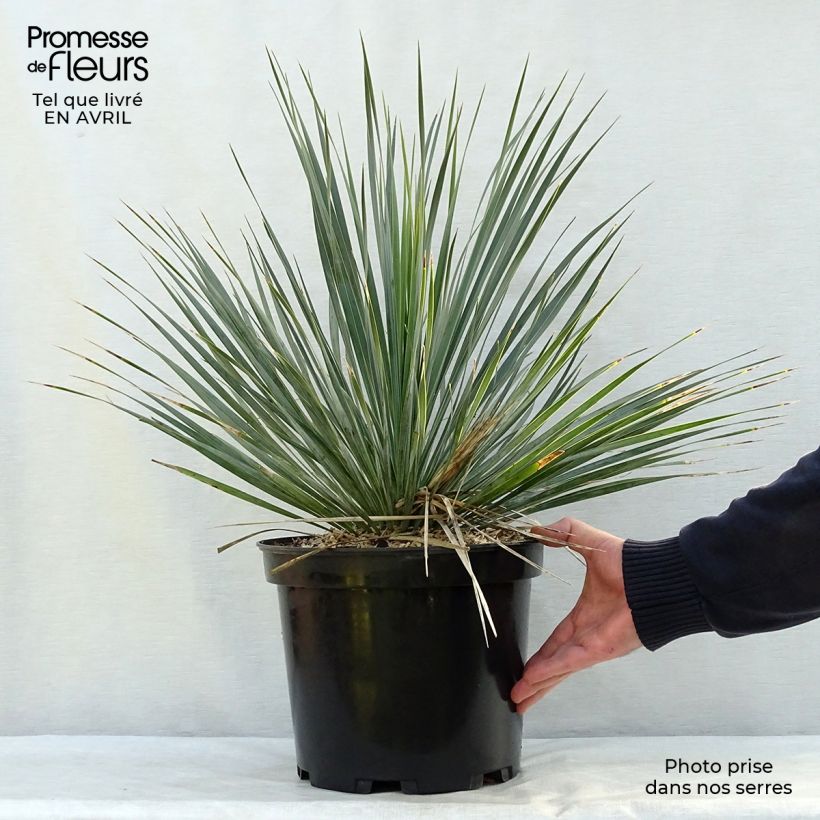 Exemplaar van Yucca rostrata - Palmlelie Pot van 3 l/4 l zoals geleverd in de lente
