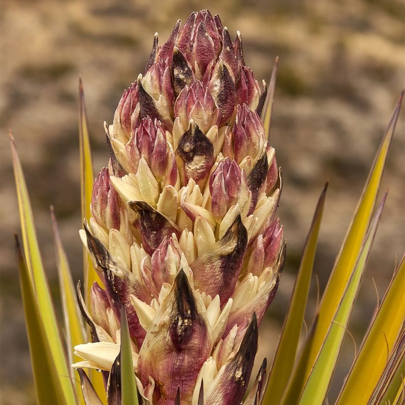 Yucca torreyi - Spaanse dolk (Flowering)