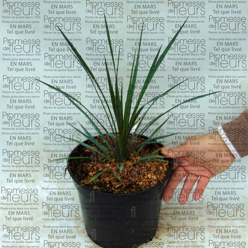 Example of Yucca whipplei - Hesperoyucca bleu Pot van 7,5 l/10 l as you get