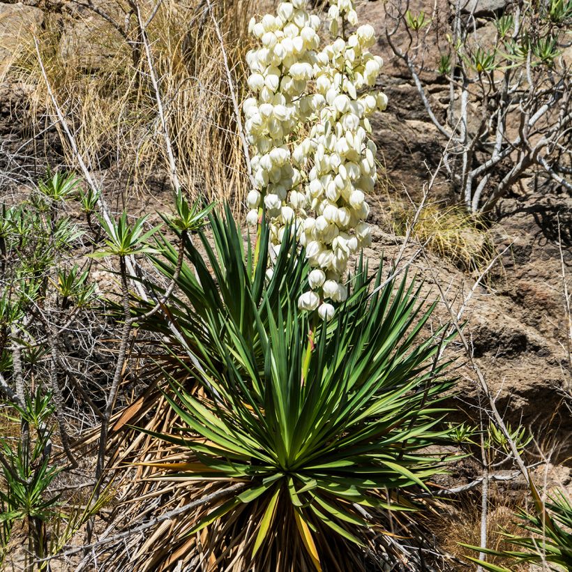 Yucca filamentosa - Palmlelie (Groeiplaats)