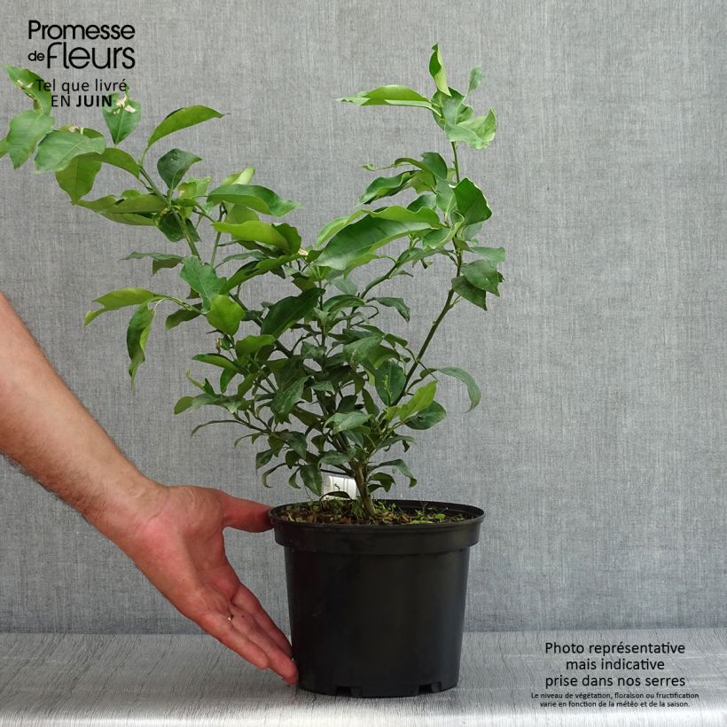 Exemplaar van Yuzu - Citrus junos Pot van 2 l/3 l, Struik zoals geleverd in de zomer