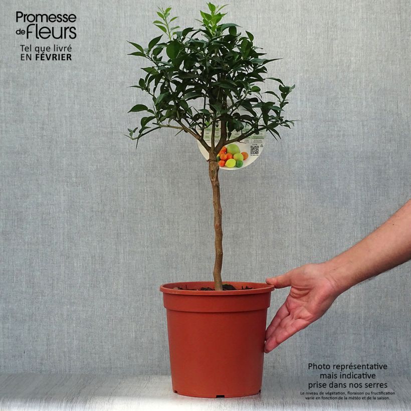 Exemplaar van Yuzu - Citrus junos Pot van 4 l/5 l, Kwartstam zoals geleverd in de herfst