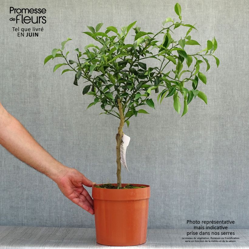 Exemplaar van Yuzu - Citrus junos Pot van 4 l/5 l, Kwartstam zoals geleverd in de zomer