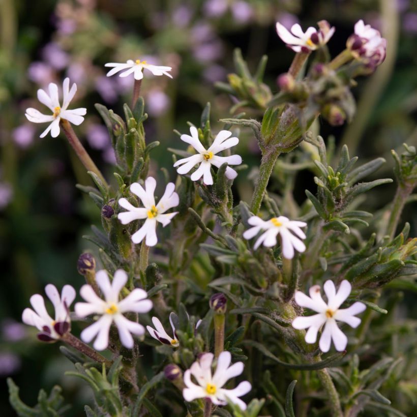 Zaluzianskya capensis (zaad) - Nachtphlox (Bloei)