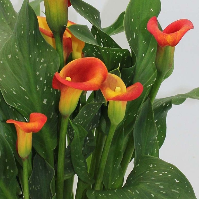 Zantedeschia Captain Fuego - Calla (Bloei)