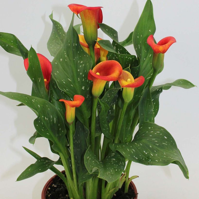 Zantedeschia Captain Fuego - Calla (Groeiplaats)