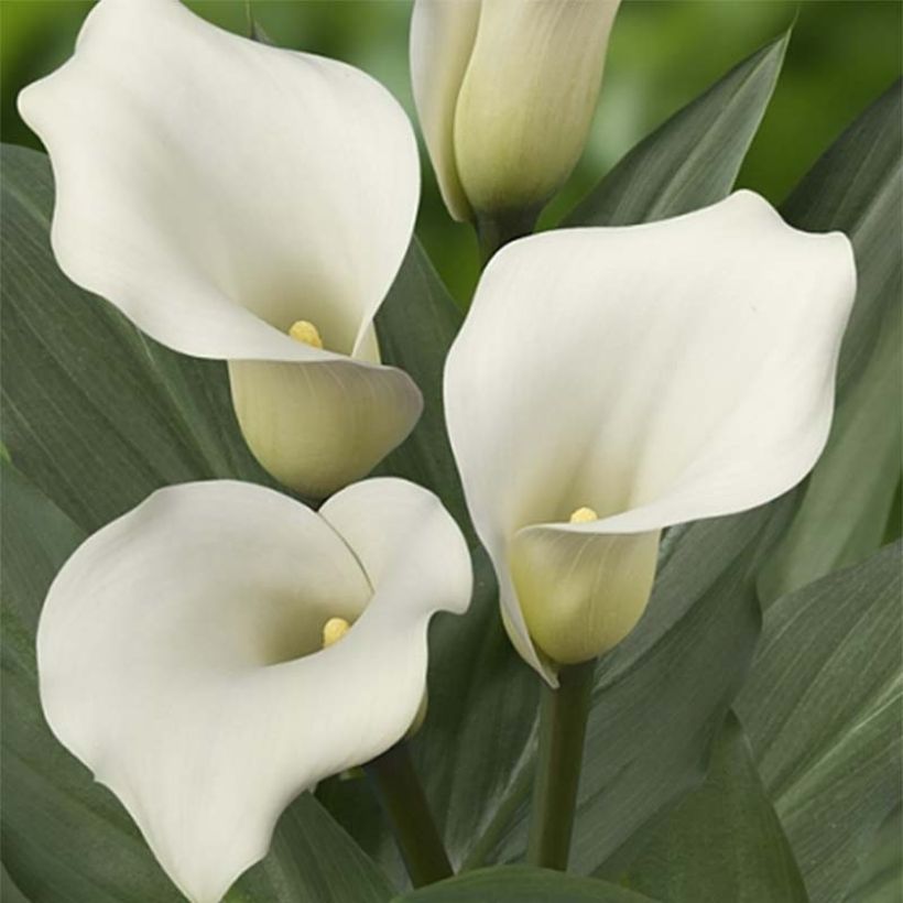 Zantedeschia Captain Mirage - Calla (Bloei)