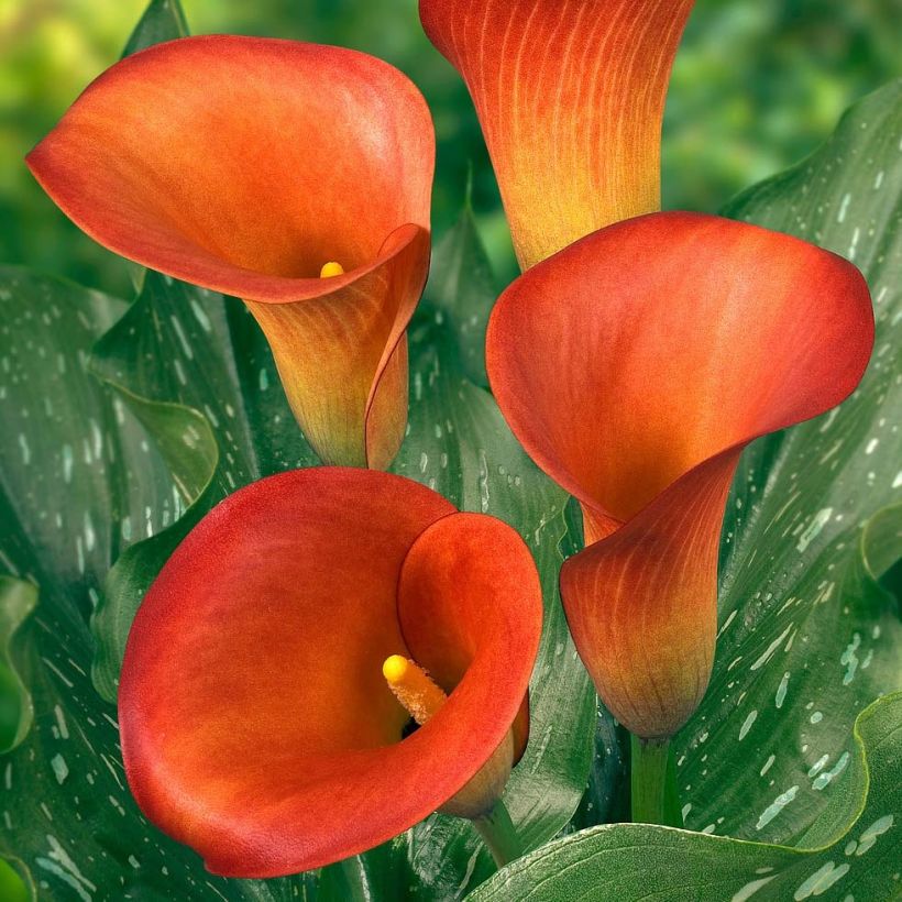 Zantedeschia Captain Murano - Calla (Bloei)