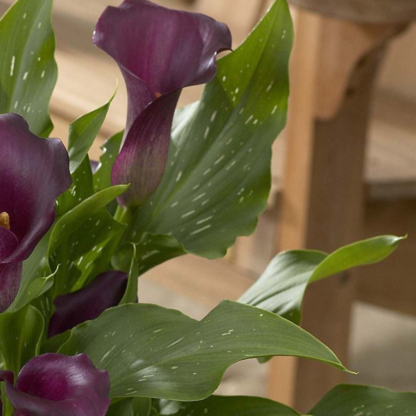 Zantedeschia Captain Reno - Gele calla (Foliage)