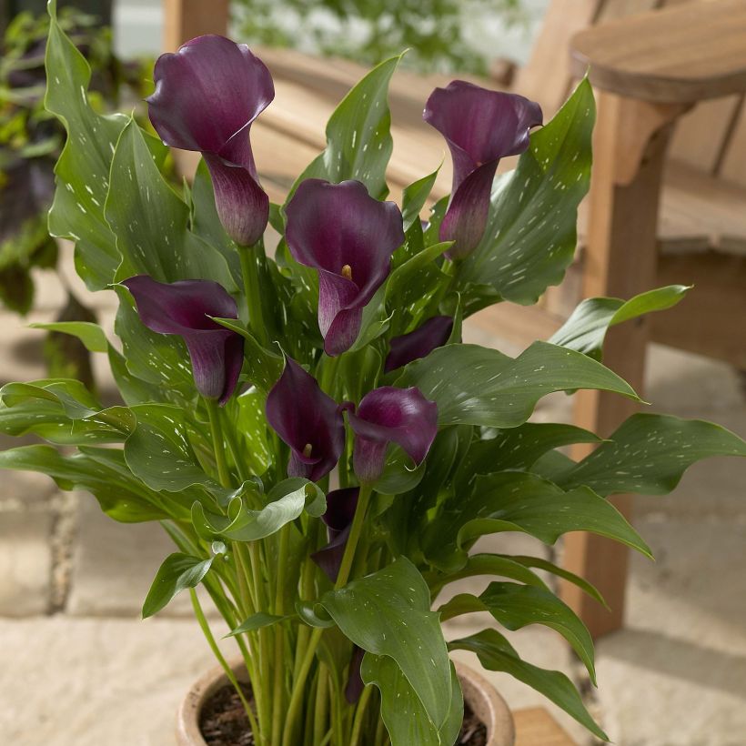Zantedeschia Captain Reno - Gele calla (Plant habit)